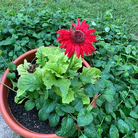 Costa Trabocchi Sul Mare 公寓 福萨切西亚