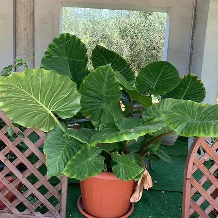 Costa Trabocchi Sul Mare 公寓 *