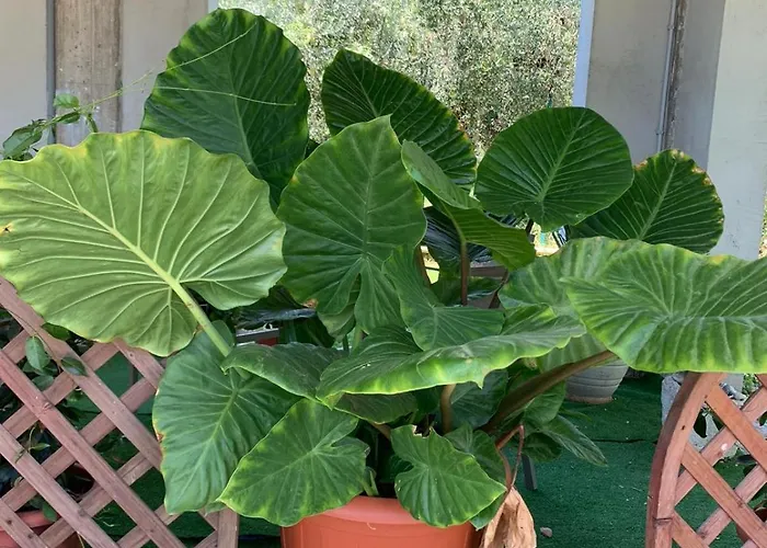 Costa Trabocchi Sul Mare Апартаменты *